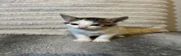Mixed Breed cats for sale: 2 beautiful kittens ready to go now! - Advert 4