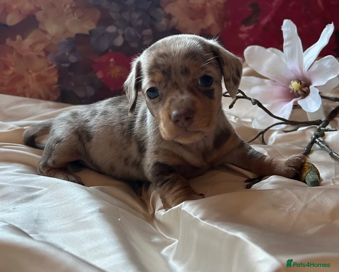Miniature Dachshund dogs for sale: Miniature dachshund puppies 🐶  - Advert 30