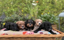 Cavapoo dogs for sale: Quality True mini Cavapoo Puppies in Eastleigh - Image 1