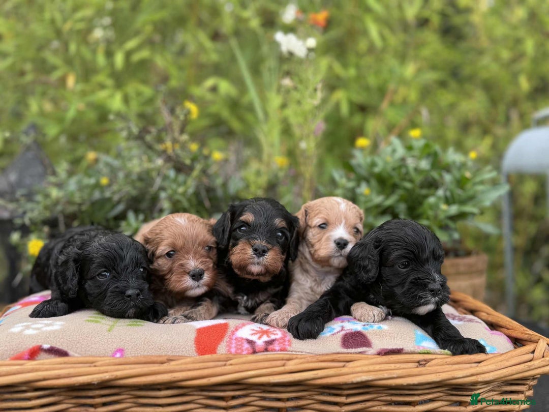 Cavapoo dogs for sale: Quality True mini Cavapoo Puppies in Eastleigh - Image 1