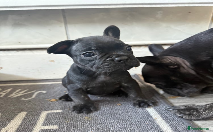 French Bulldog dogs - Advert 1