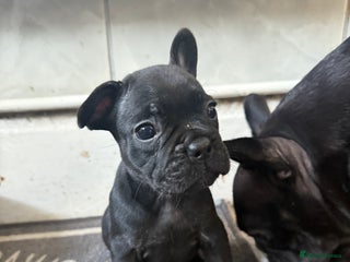 French Bulldog dogs - Advert 1