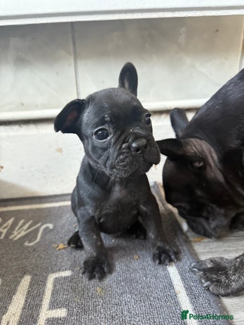 French Bulldog dogs - Advert 4