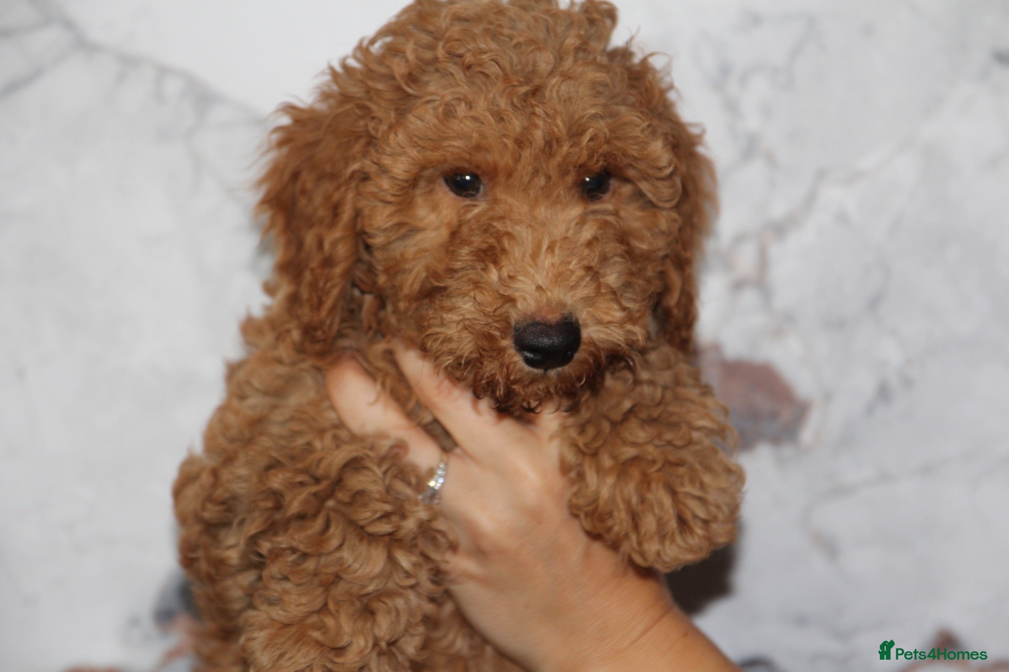 Cockapoo dogs F1b cockapoo babies ready now  - Advert 1