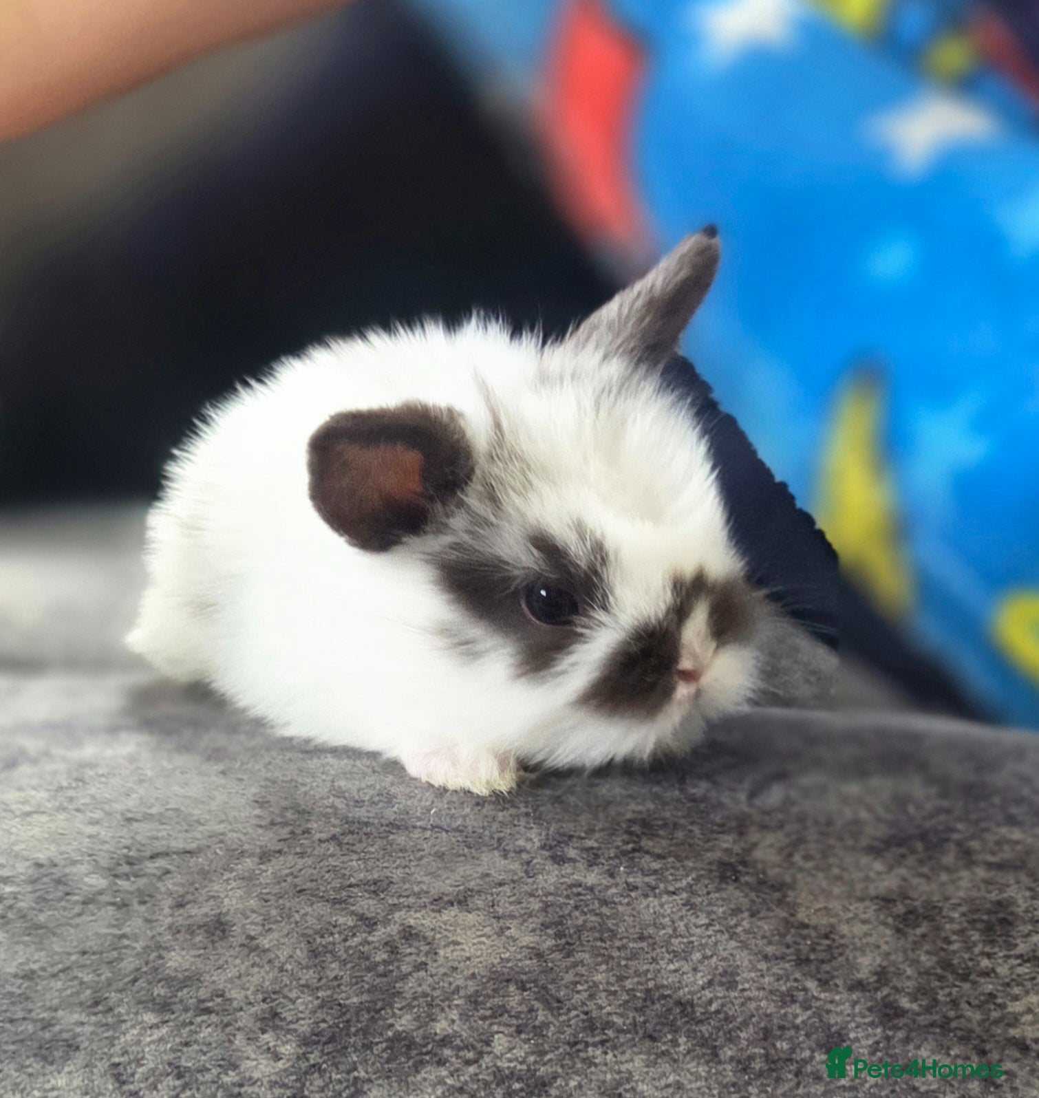 Mini Lion Lop rabbits for sale: Lionlops - Advert 14