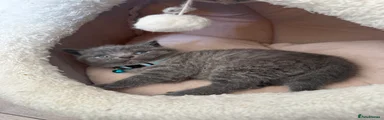 British Shorthair Kitten 3