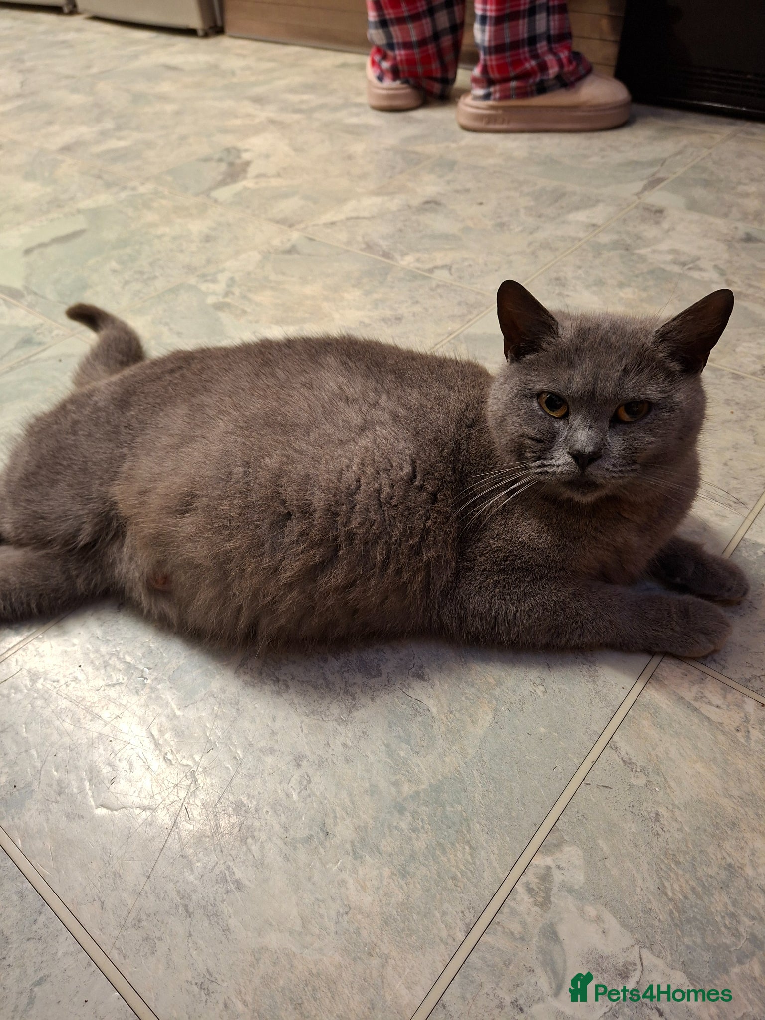 Mixed Breed cats for sale: 6 black kittens ready for their new home - Advert 1