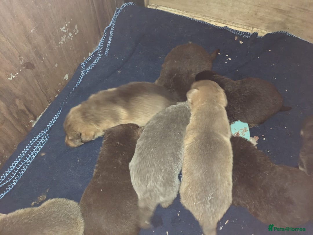 German Shepherd dogs for sale: Rare colours straight backed german shepherds - Advert 28