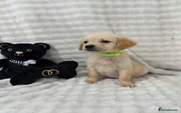 Golden Retriever dogs for sale: KC, Extensively health tested goldens boy and girl - Image 2