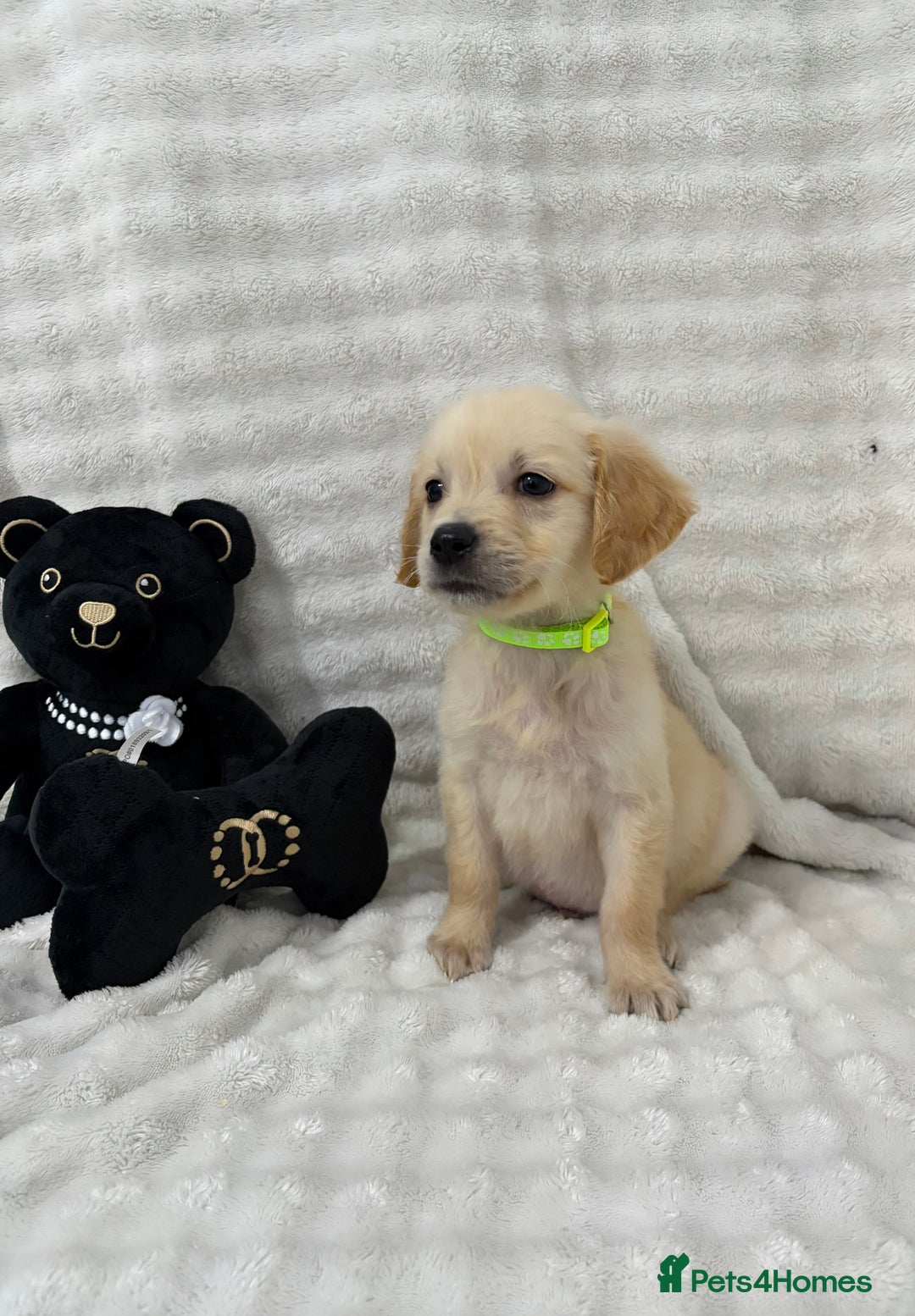 Golden Retriever dogs for sale: KC, Extensively health tested goldens boy and girl - Image 2