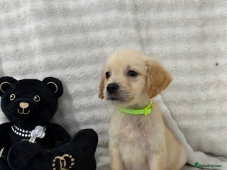 Golden Retriever dogs - Advert 7