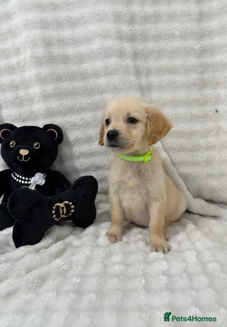 Golden Retriever dogs - Advert 3