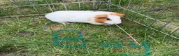 Guinea Pig rodents for sale: Beautiful guinea pigs for sale - Advert 5