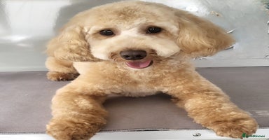 Cavapoo dogs - Advert 5