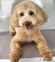 Cavapoo dogs - Advert 8