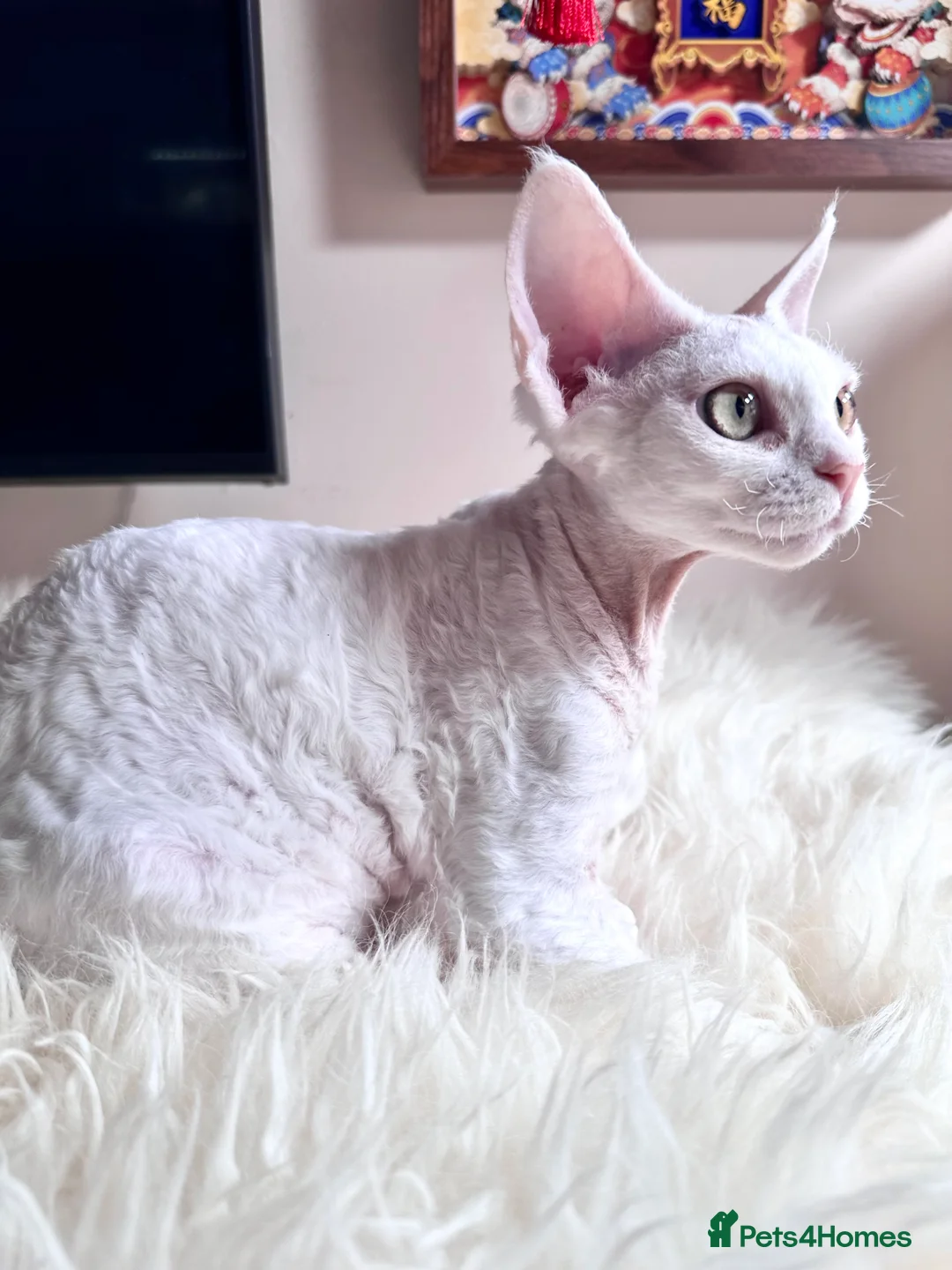 Devon Rex cats for sale: ❤️❤️Stunning White Devon Rex girls available  ❤️❤️ - Advert 2