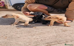 Labrador Retriever dogs for sale: Labradour Dog puppies  - Image 1
