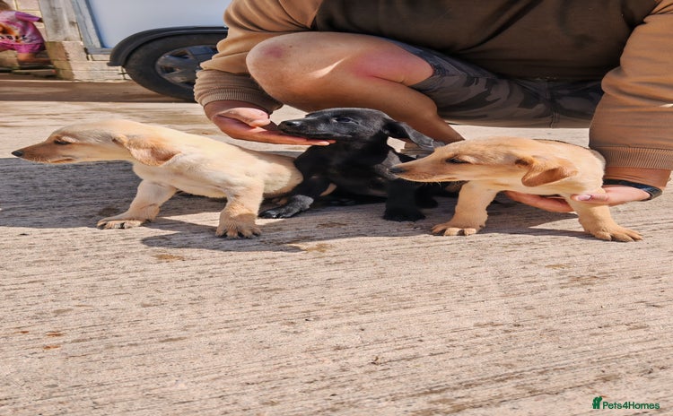 Labrador Retriever dogs - Advert 1