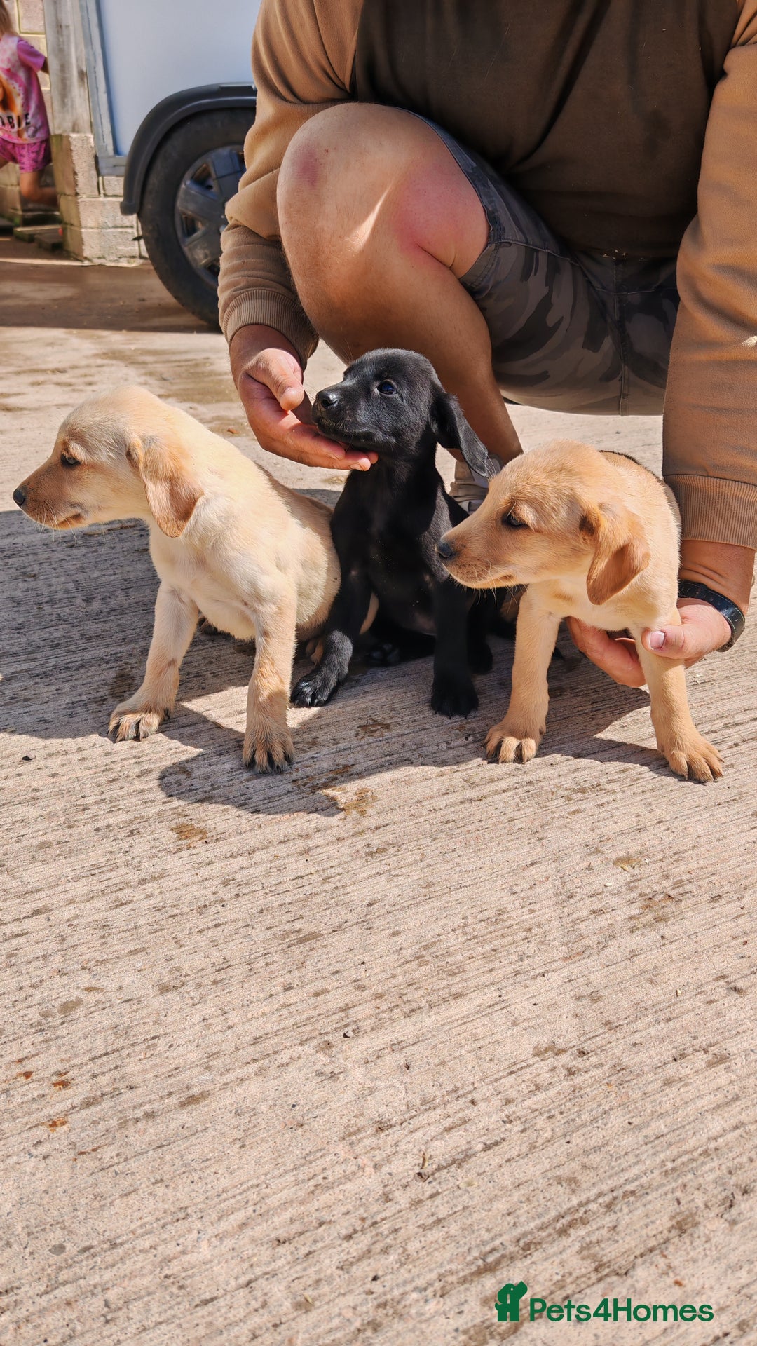 Labrador Retriever dogs for sale: Labradour Dog puppies  - Image 1
