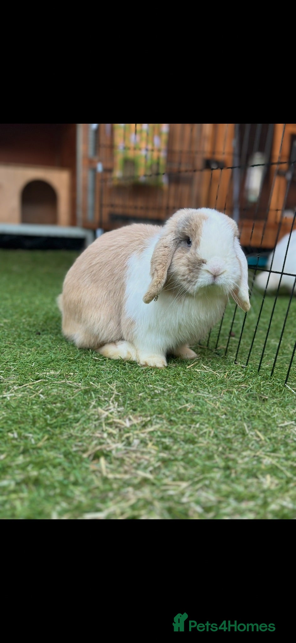 Mini Lop rabbits Gorgeous Minilop Buck  - Advert 2