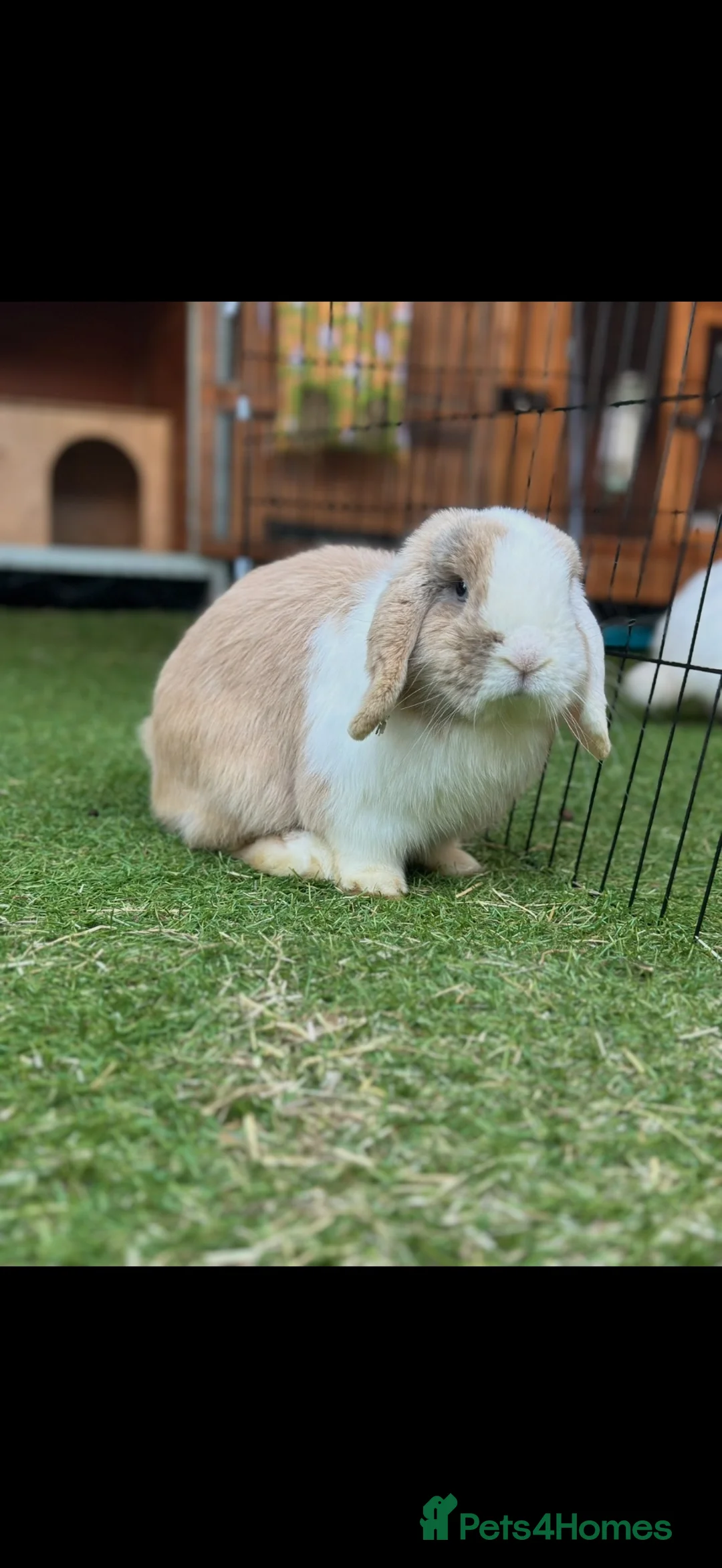 Mini Lop rabbits for sale: Gorgeous Minilop Buck  - Advert 2