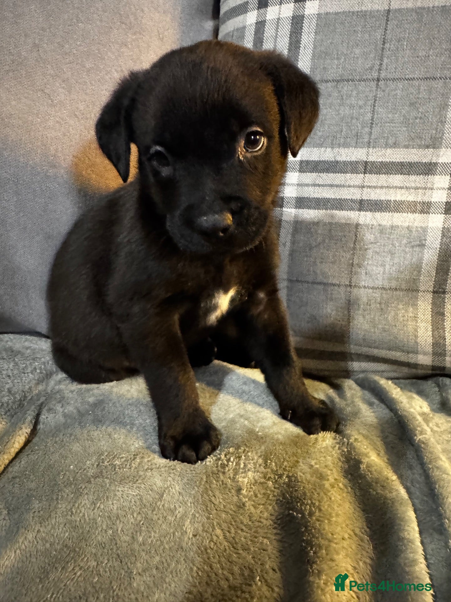 Mixed Breed dogs for sale: Staffrador puppies READY TUESDAY!  - Advert 2