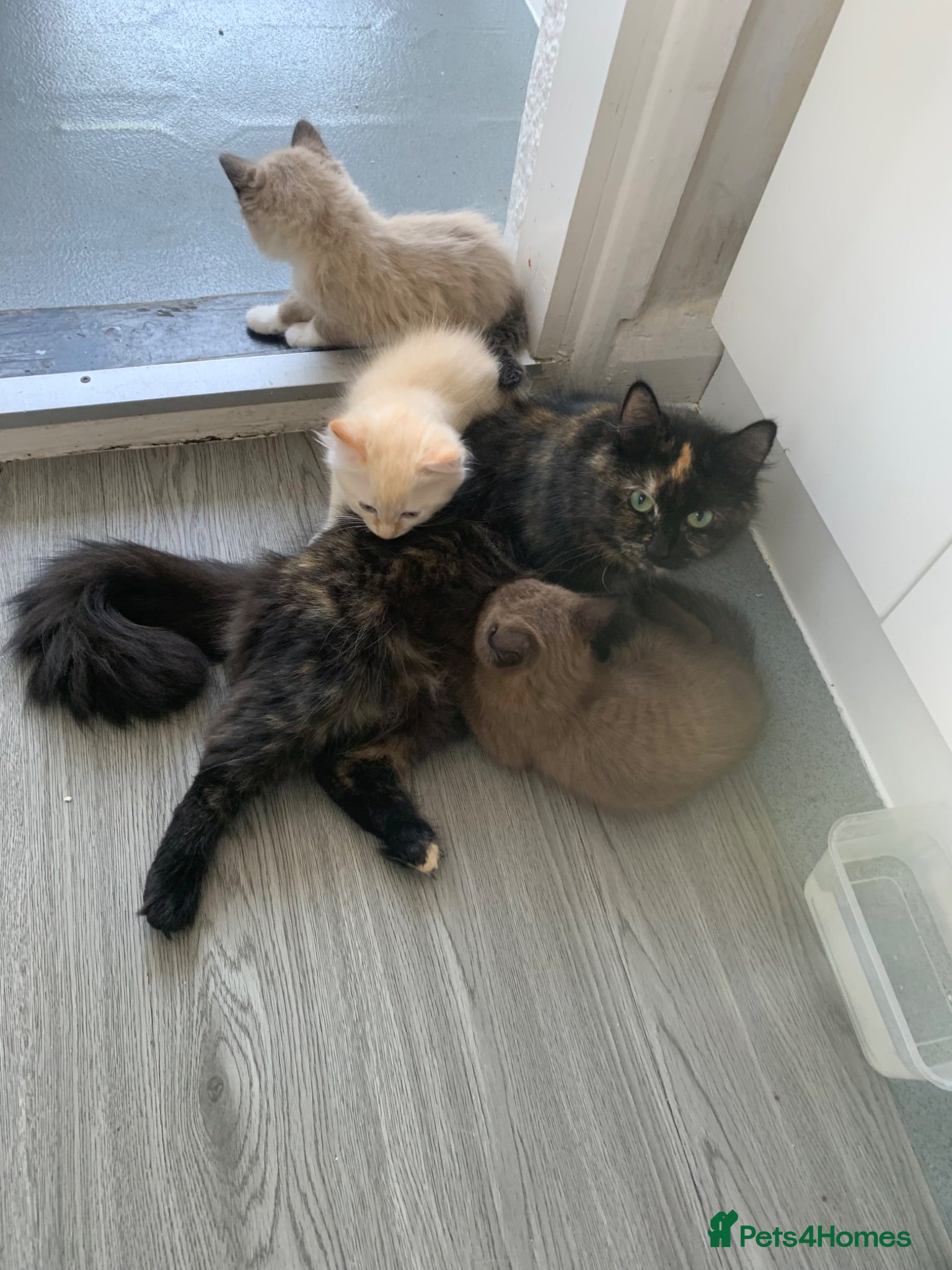 Mixed Breed cats Mixed Breed Beautiful Kittens - Advert 17