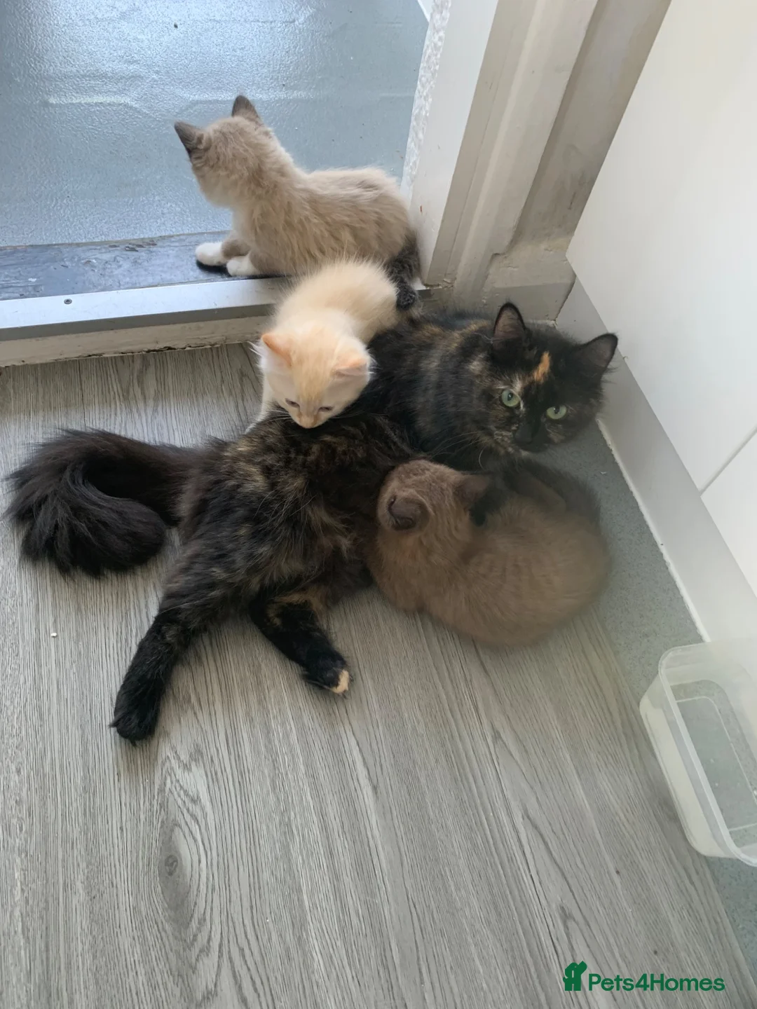 Mixed Breed cats for sale: Mixed Breed Beautiful Kittens - Advert 1