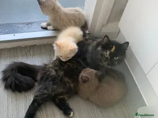 Mixed Breed cats Mixed Breed Beautiful Kittens - Advert 1