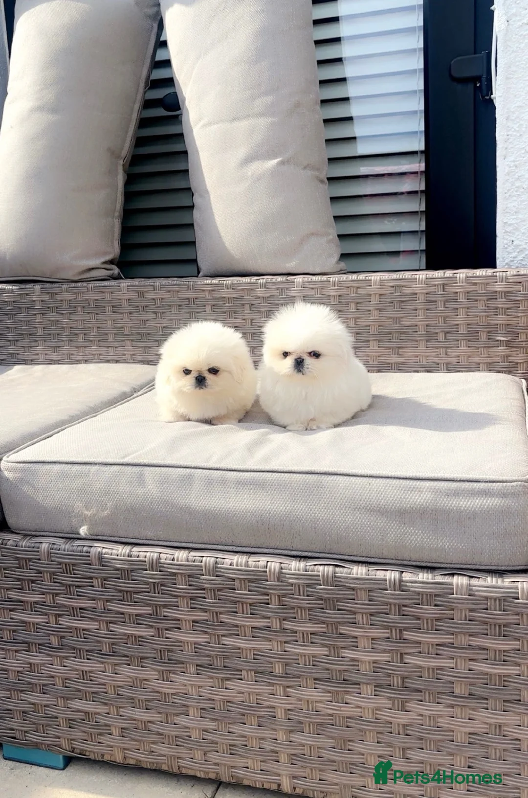 Pekingese dogs for sale: Stunning high quality Pekingese puppies  - Advert 2
