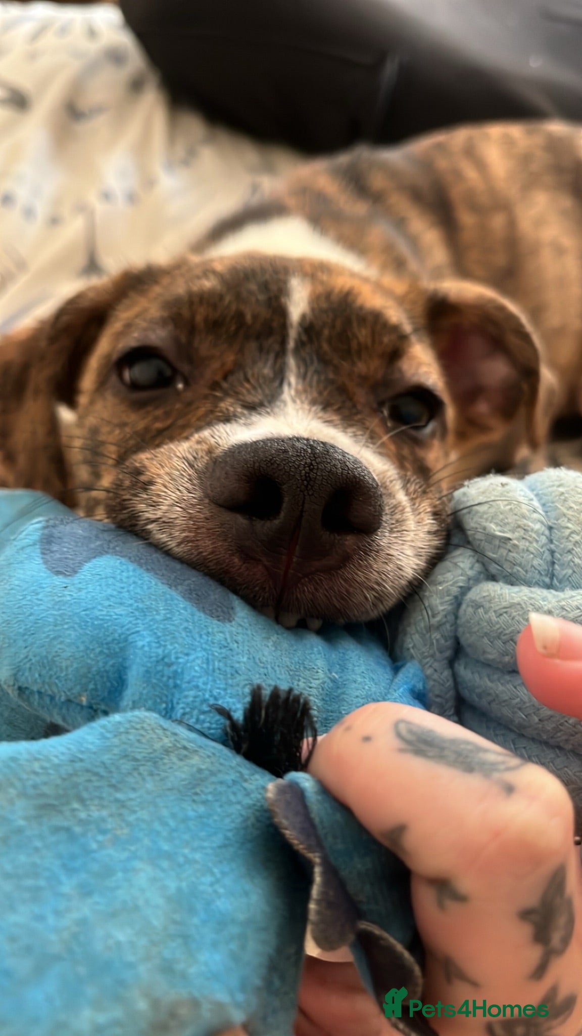 Mixed Breed dogs Staffy puppy - Advert 1