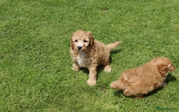 Cockapoo dogs for sale: Beautiful Cockapoo puppies for sale - Image 6
