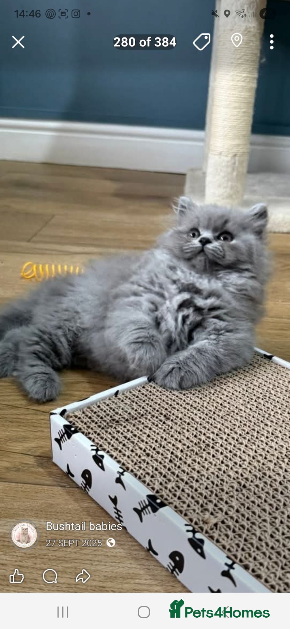 British Longhair cats Exceptional quality GCCF British Longhair  - Advert 2