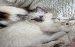 Ragdoll cats for sale: Adorable Pedigree Ragdoll Kittens Available 🐾 - Image 23