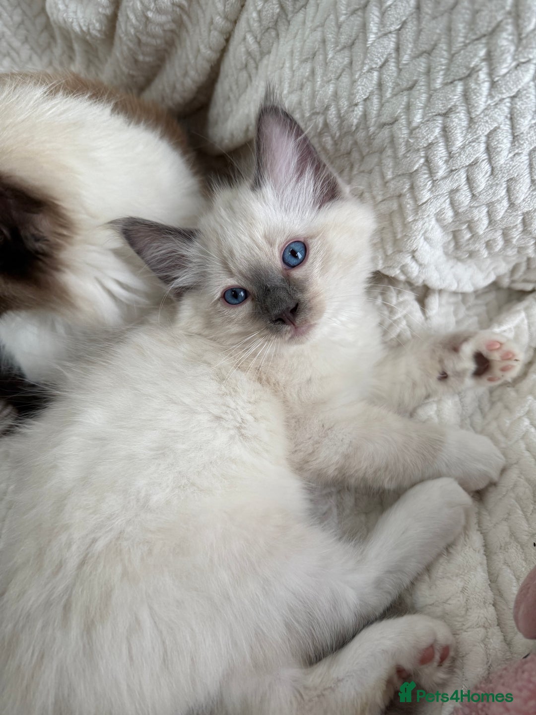 Ragdoll cats for sale: Adorable Pedigree Ragdoll Kittens Available 🐾 - Image 23
