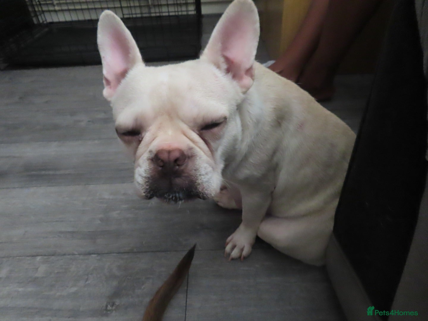 French Bulldog dogs 🐾 Beautiful French Bulldog Puppies 🐾 - Advert 2