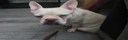 French Bulldog dogs for sale: 🐾 Beautiful French Bulldog Puppies 🐾 in London - Advert 1
