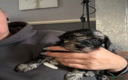 Cockapoo dogs for sale: Merle cockerpoo puppies for sale  - Image 18