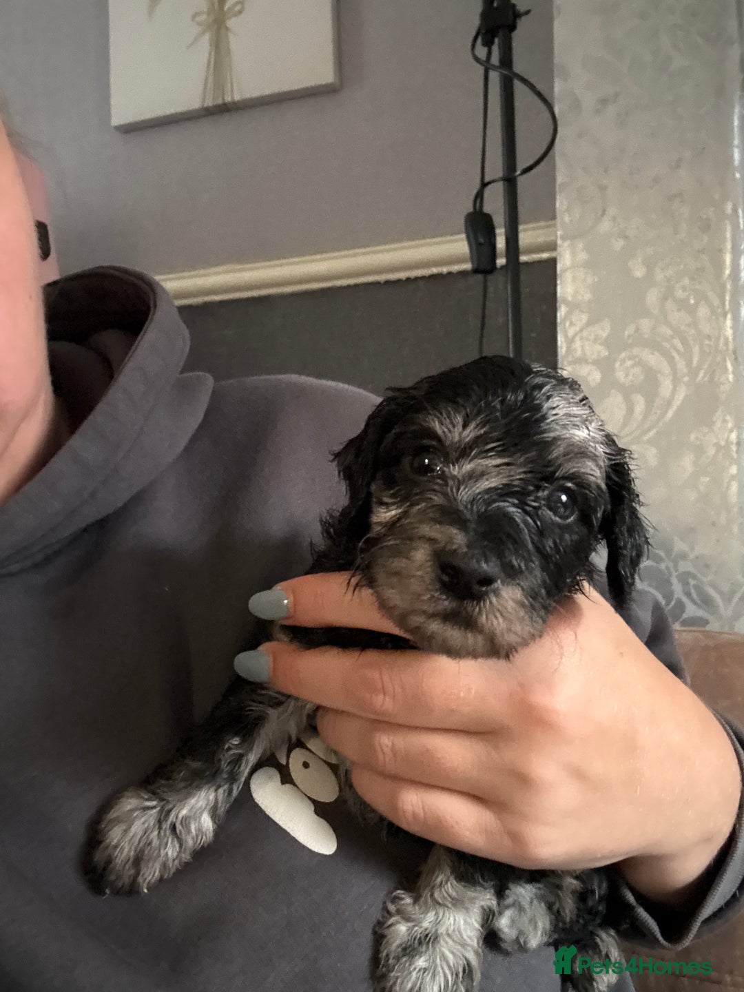 Cockapoo dogs for sale: Merle cockerpoo puppies for sale  - Image 18
