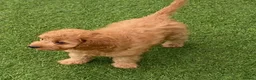 Cavapoo dogs for sale: Stunning toy-Cavapoo fully DNA tested parent   - Advert 5