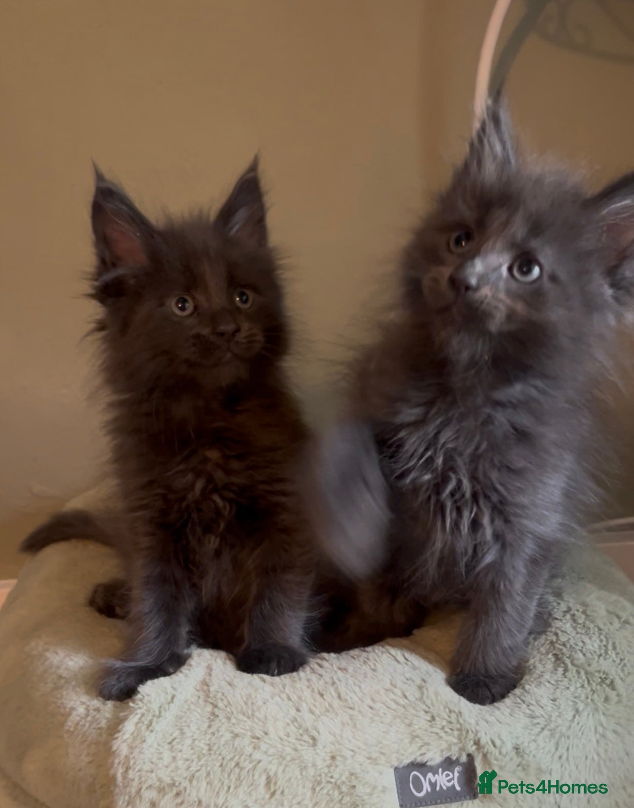 Maine Coon cats Blue Russian Sired Maine Coon kittens  - Advert 2
