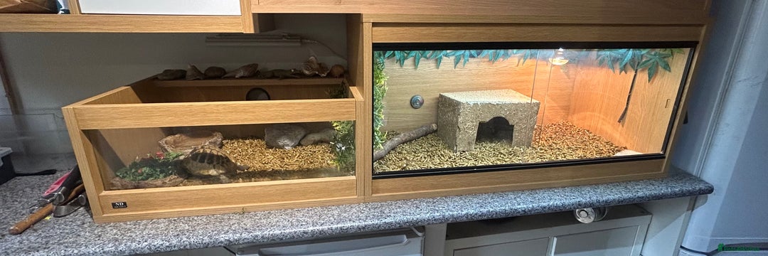 Tortoise reptiles for sale: Herman’s tortoise  - Image 3