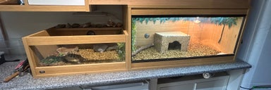 Tortoise reptiles - Advert 3