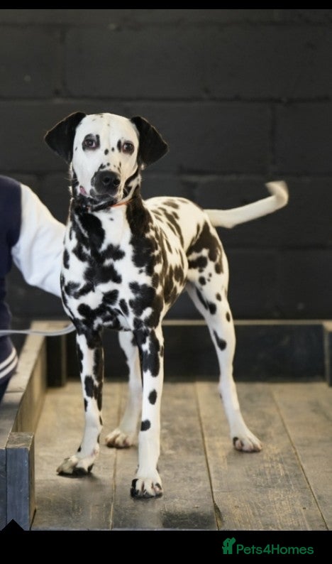 Dalmatian dogs Mr Rogers - Pure bred beautiful Dalmation  - Advert 1