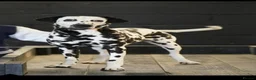 Dalmatian dogs for stud: Mr Rogers - Pure bred beautiful Dalmation  - Advert 1