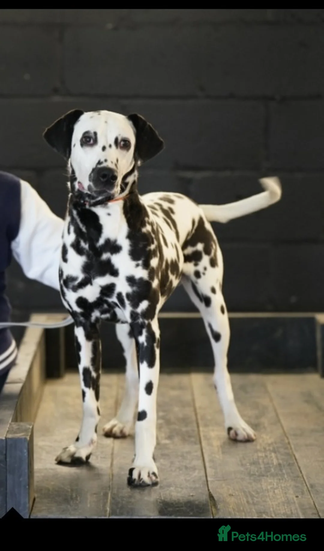Dalmatian dogs for stud: Mr Rogers - Pure bred beautiful Dalmation  - Advert 1