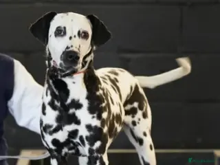 Dalmatian dogs Mr Rogers - Pure bred beautiful Dalmation - Advert 1