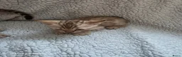 Bengal cats for sale: 4 beautiful pure snow bengal kitten - Advert 4