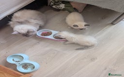 Ragdoll cats for sale: Kitty Ragdoll  - Image 13