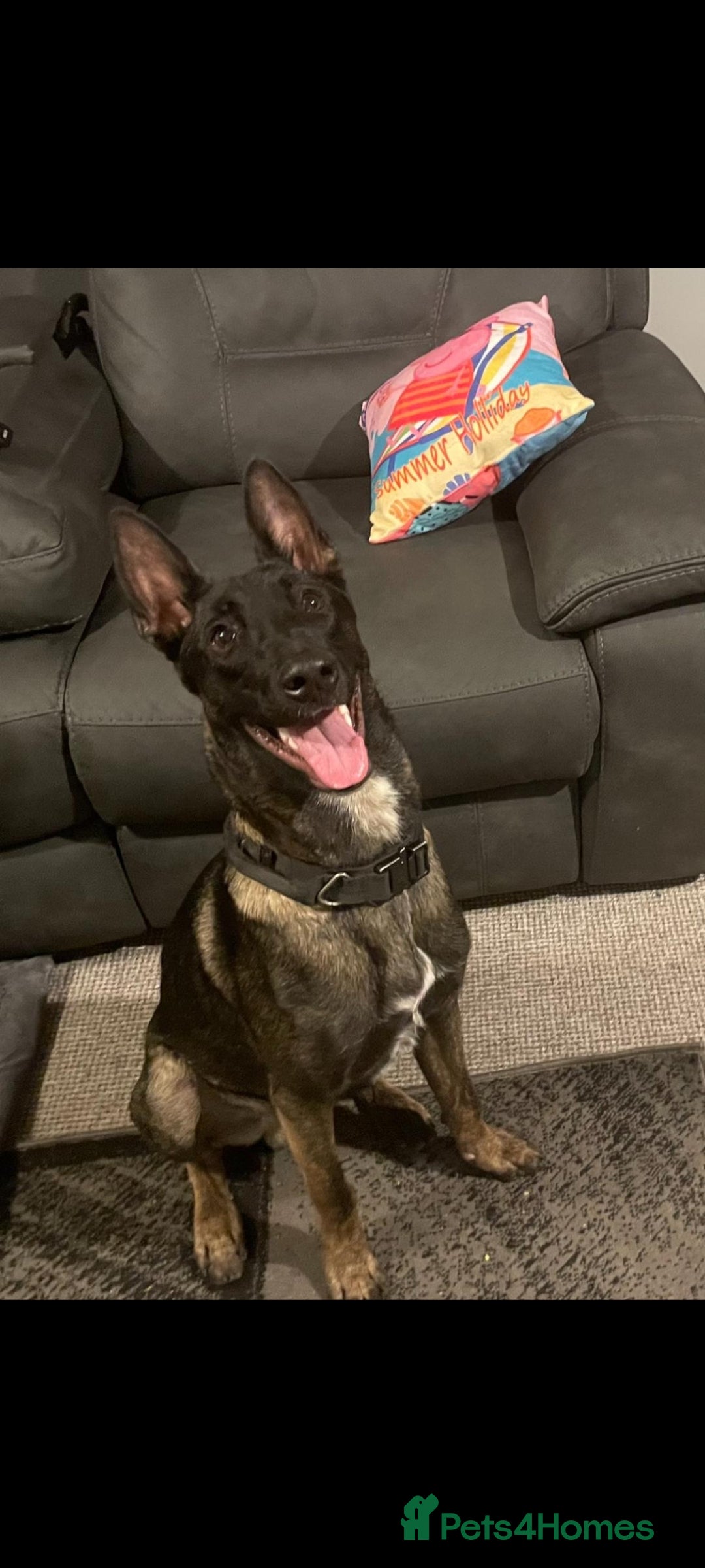 Belgian Shepherd Dog dogs Belgium malinois stud dog  in Bath - Advert 1